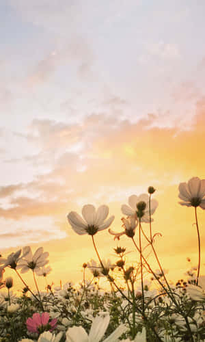1200x2000 — Huawei Pura X View Wallpapers