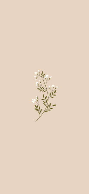 Æstetisk beige baggrund — Æstetisk beige Wallpapers