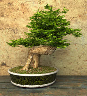 Bonsai Træer Billeder — Honor Magic V Flip 2 Wallpapers