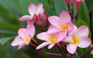 Smukke blomsterbilleder