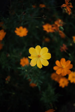 Kosmiske blomster mørke — Dæmpet Wallpapers