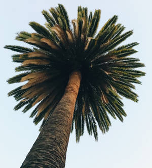Lo Fi Palmetræ baggrund — Vivo X Fold Wallpapers