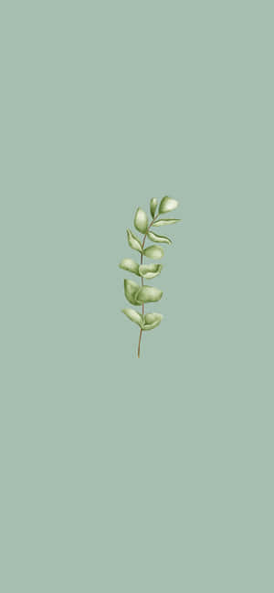 Salviegrøn æstetik billeder — iPhone 16 Pro Max Wallpapers