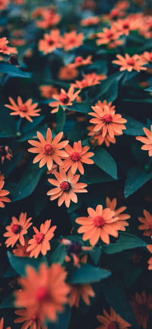 Iphone Blomster — iPhone 14 Pro Max Wallpapers