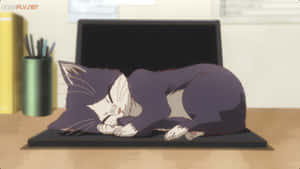 Et hjertevarmt øjeblik af en mand, der slapper af og læser med sin kat i et fredeligt indendørsmiljø. — Anime kat Wallpapers