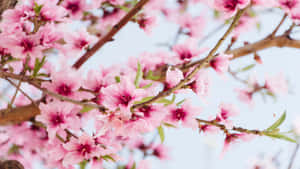 1366x768 Blomster Baggrund — Kirsebærblomst Wallpapers