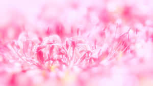 Lyserød blomsterbaggrund