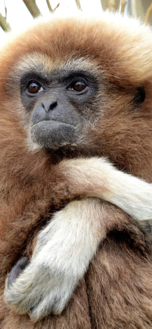 Iphone Xs Max Gibbon Baggrund — iPhone 11 Wallpapers