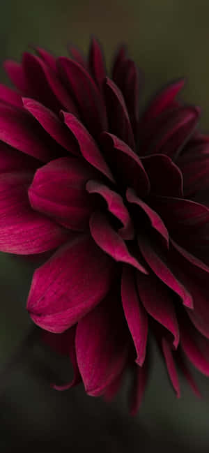 Burgunder blomst — Redmi Note 17 Wallpapers