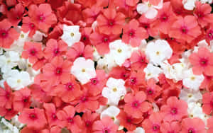 Lyserød blomsterbaggrund
