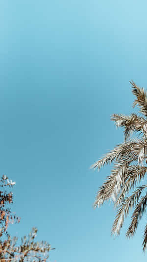Preppy æstetiske billeder — Preppy æstetik Wallpapers
