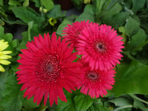 Smukke blomsterbilleder