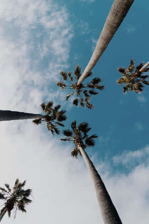 Et smukt kokostræ, der står højt i solen — Vivo Pad5 Pro Wallpapers