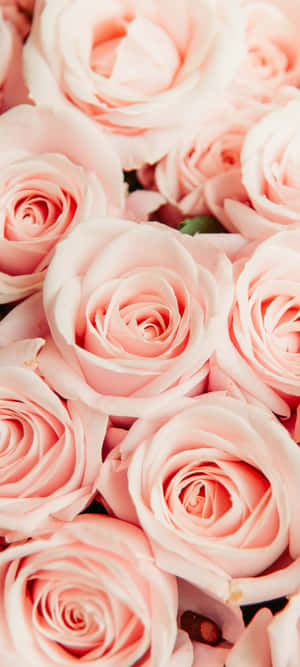 Lyserødt blomstret iPhone — Infinix Note 50s Wallpapers