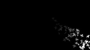 Æstetiske sort-hvide billeder
