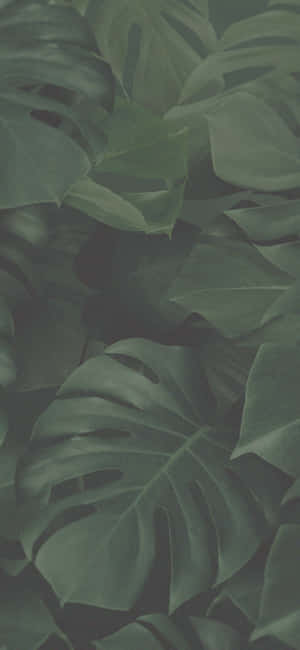 Grøn æstetisk baggrund — iPhone 16 Wallpapers