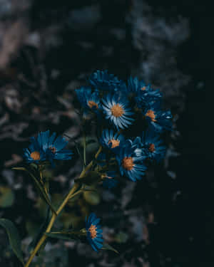 Blå blomster billeder — Mørk skov Wallpapers