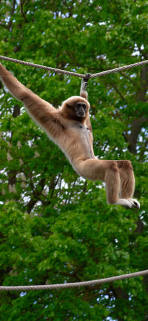 Iphone Xs Max Gibbon Baggrund — Oppo F Wallpapers