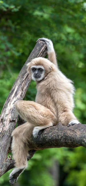 Iphone Xs Max Gibbon Baggrund — Oppo F33 Wallpapers