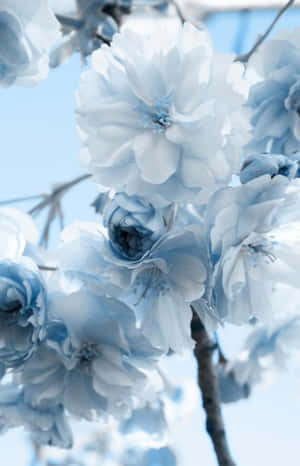 Tumblr billeder — Galaxy Tab Active Wallpapers