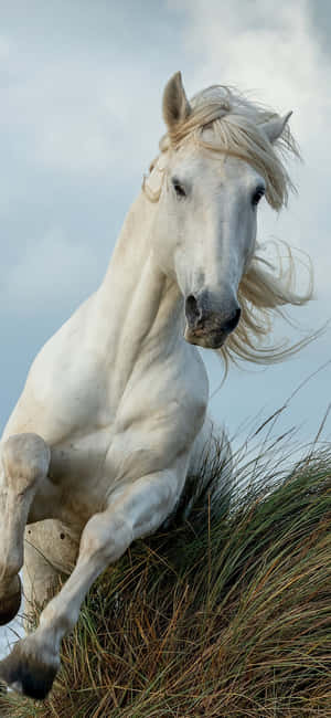 Beautiful Horse iPhone — Galaxy A26 Wallpapers