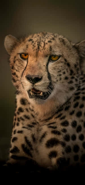 Cheetah iPhone — Huawei nova Wallpapers
