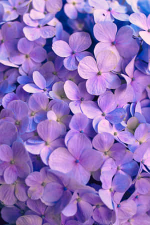 Lilla Blomsterbaggrund — Honor MagicPad 3 Pro Wallpapers