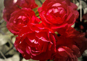 Gratis stockfoto af kærlighed i blomst — Rose Blomst Wallpapers