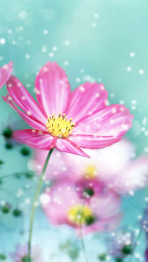 Fang naturens skønhed med dette farverige blomster iPhone-baggrundsbillede — Blomstret iPhone Wallpapers