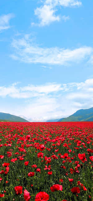 Rød blomsterbaggrund — Galaxy F Wallpapers