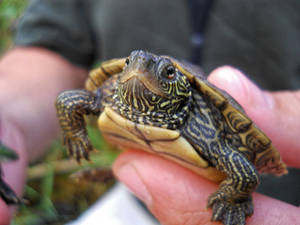 Farverig dværgkortskildpadde soler sig i solen — Cool skildpadde Wallpapers