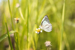 Sommerfugleæstetiske billeder — MacBook Air 15 Wallpapers