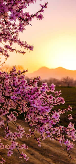 Iphone Blomster — Pixel 8a Wallpapers