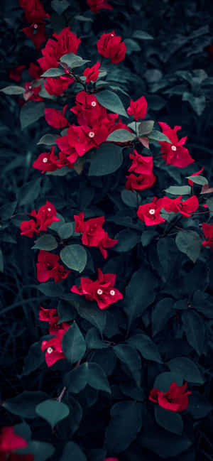 iPhone-blomster — iPhone 15 Pro Wallpapers