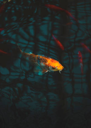 Koifisk i akvariet tapet — Oppo Pad 5 Matte Display Wallpapers