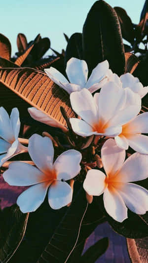 Æstetiske blomsterbilleder — Æstetisk blomst Wallpapers