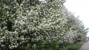 Hvide blomstrende træer i forårssæsonen tapet