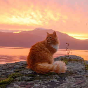 Æstetisk kat — Sød kat Wallpapers