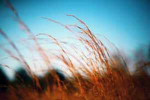 Afslappende baggrund — MacBook Air M4 Wallpapers
