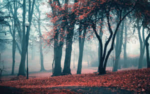 Æstetisk efterårsbaggrund — Æstetisk efterår Wallpapers