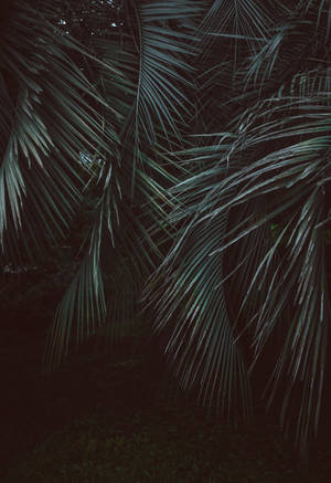 Fjerbladede palmer i jungle mørkegrøn tapet. — OnePlus Pad Wallpapers