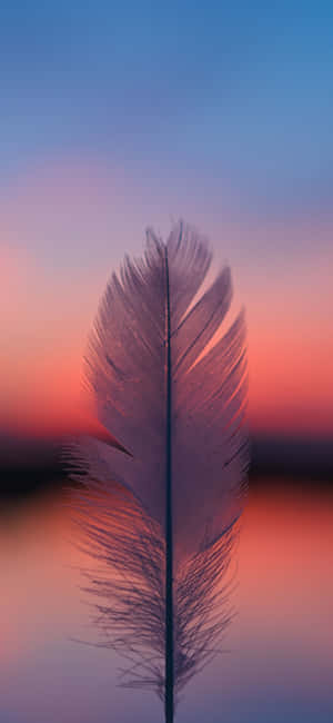 Fjerbilleder — Honor 600e Wallpapers