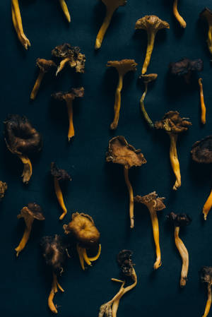 Fladt layout af tørret svampeæstetik — Svampeæstetik Wallpapers