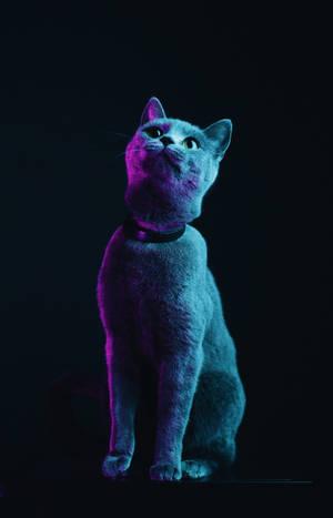 Fluffy grå kat tapet — Galaxy Tab S10+ Wallpapers
