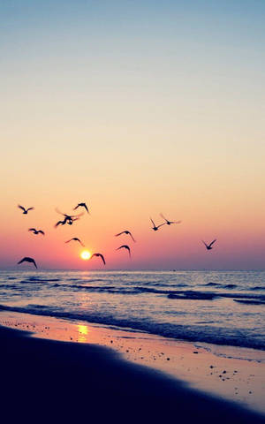 Flyvende fugle på stranden under solnedgang tapet — Galaxy Tab S10 Lite Wallpapers