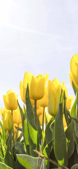 Forårs iPhone Gule Tulipaner Buket — iPhone 17e Wallpapers