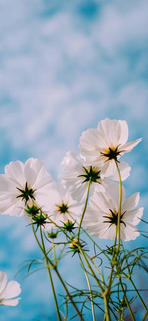 Forårsblomster iPhone 11 Pro Max baggrund — iPhone 11 Pro Max Wallpapers