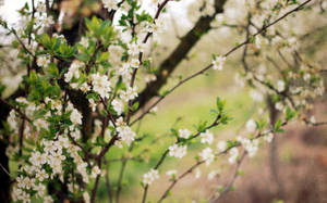 Forårsblomstrende træer tapet