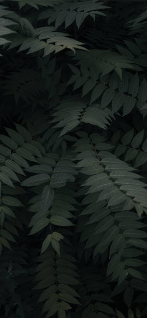 Planter iPhone — Galaxy A Wallpapers