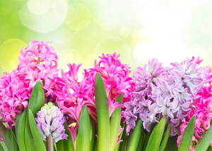 Forskellige typer hyacintblomster wallpaper